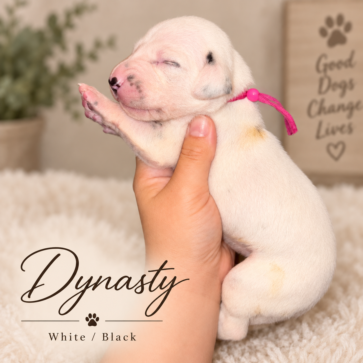 Dynasty — White/Black Dalmatian puppy from Legacy × Rude