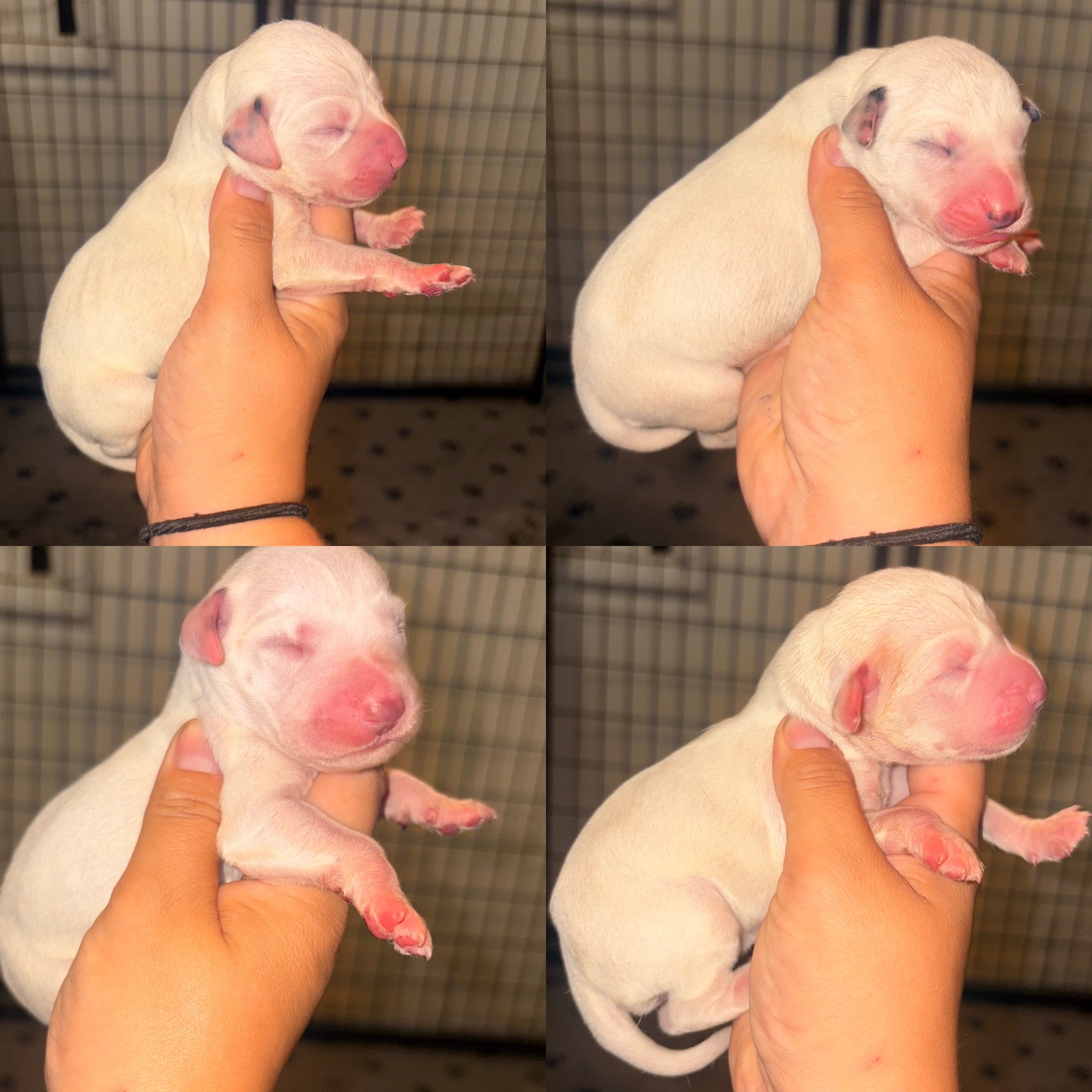 Legacy and Rude female puppies