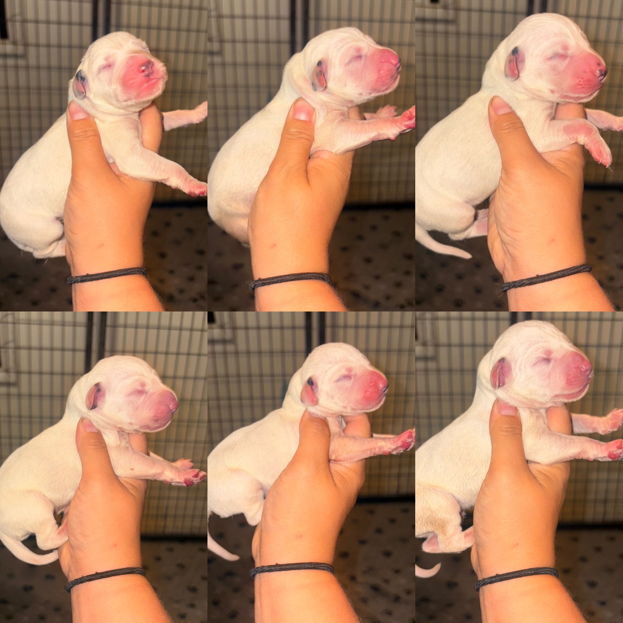 Legacy and Rude male puppies
