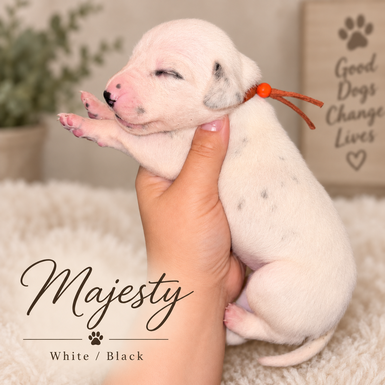 Majesty — White/Black Dalmatian puppy from Legacy × Rude