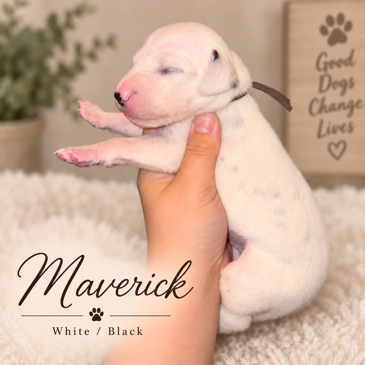 Maverick — White/Black Dalmatian puppy from Legacy × Rude