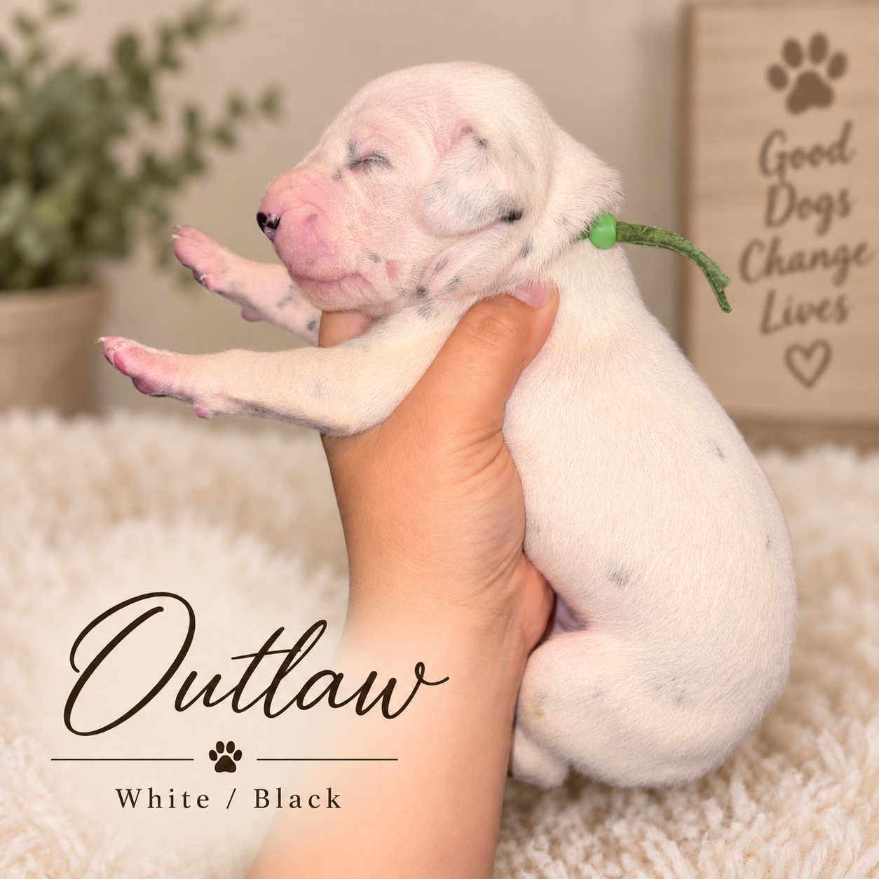 Outlaw — White/Black Dalmatian puppy from Legacy × Rude