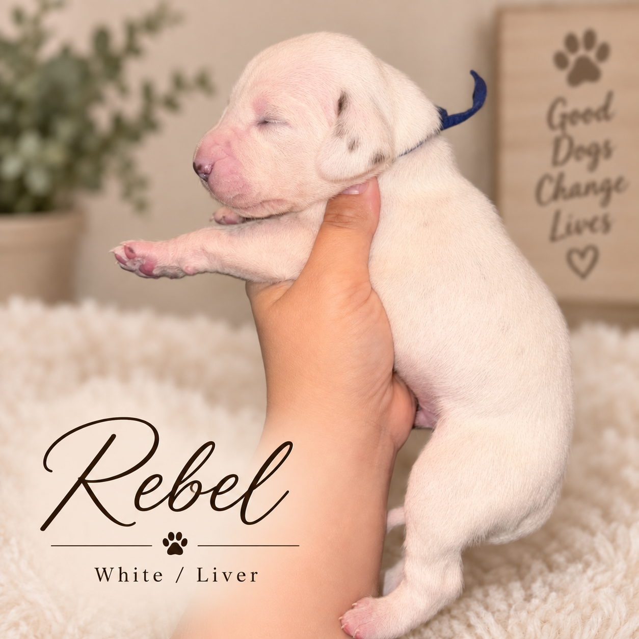 Rebel — White/Liver Dalmatian puppy from Legacy × Rude