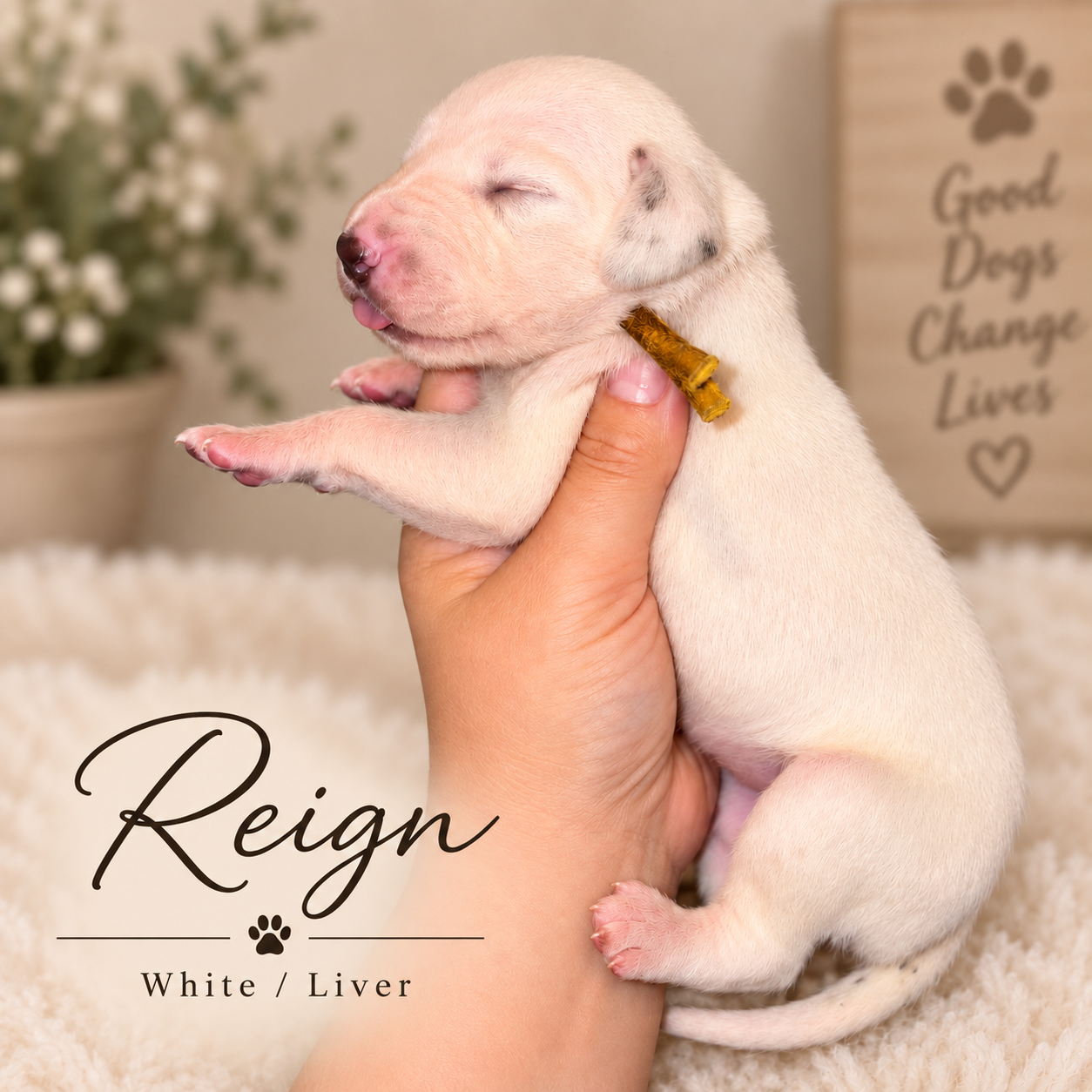 Reign — White/Liver Dalmatian puppy from Legacy × Rude