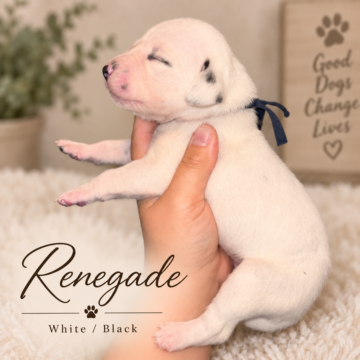 Renegade — White/Black Dalmatian puppy from Legacy × Rude