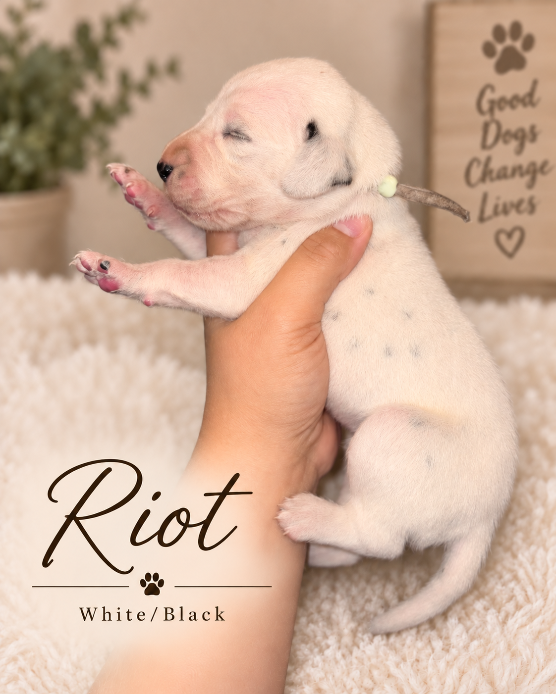 Riot — White/Black Dalmatian puppy from Legacy × Rude