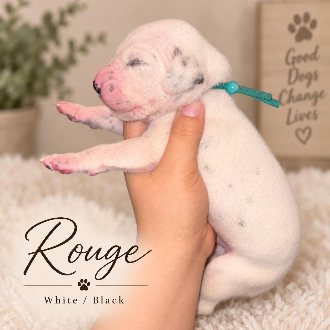 Legacy and Rude Dalmatian puppy