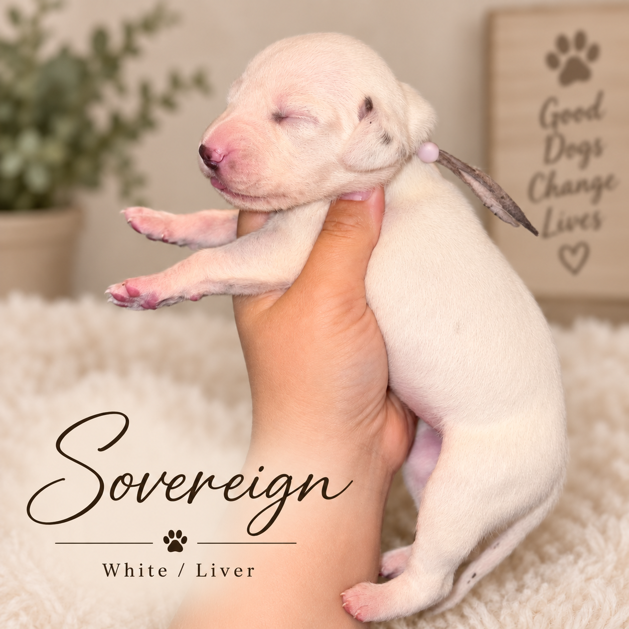 Sovereign — White/Liver Dalmatian puppy from Legacy × Rude
